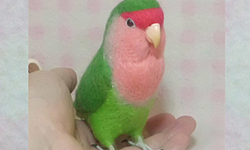 リアルサイズ♪ コザクラインコ ラブバード 羊毛フェルト 羊毛