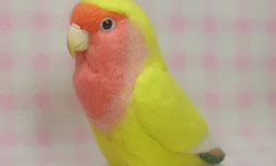 リアルサイズ♪ コザクラインコ ☆ ラブバード ☆羊毛フェルト☆羊毛インコ☆羊毛フィギュア☆ 🍀 うちの子オーダーお気軽にお問い合わせください。 |  TanoMake(タノメイク) | 欲しいものが頼めるオーダーメイド特化型オンラインマーケット