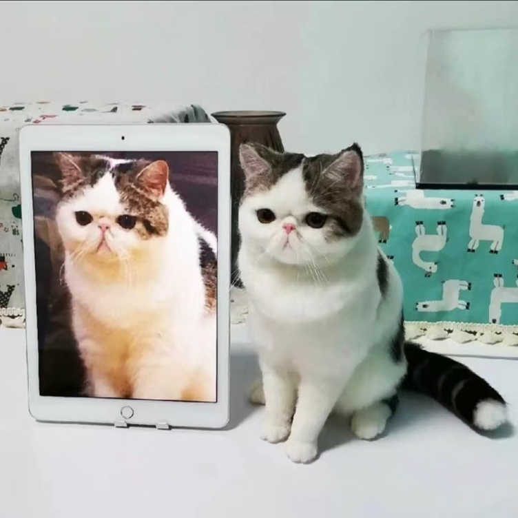 オーダーメイドペット】羊毛フェルト、うちの子 猫ぬいぐるみ