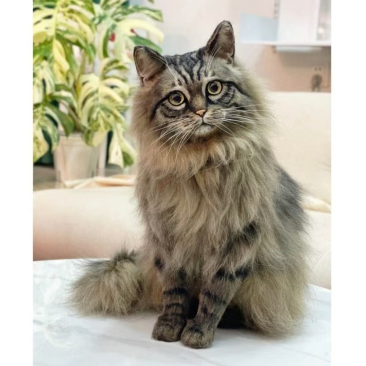羊毛フェルト ぬいぐるみ 置物 ペット 猫 肖像画 プレゼント 記念 メモリアル 羊毛フェルト猫》 #猫(ねこ)羊毛フェルト オーダー フレーム