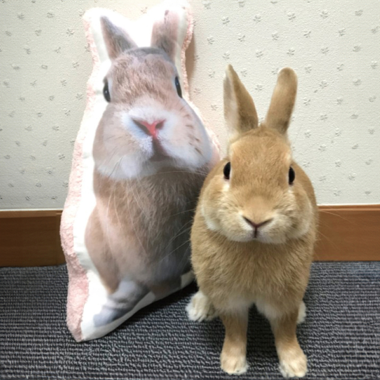 犬 猫 ペット 動物 ビーグル クッション ぬいぐるみ 人形