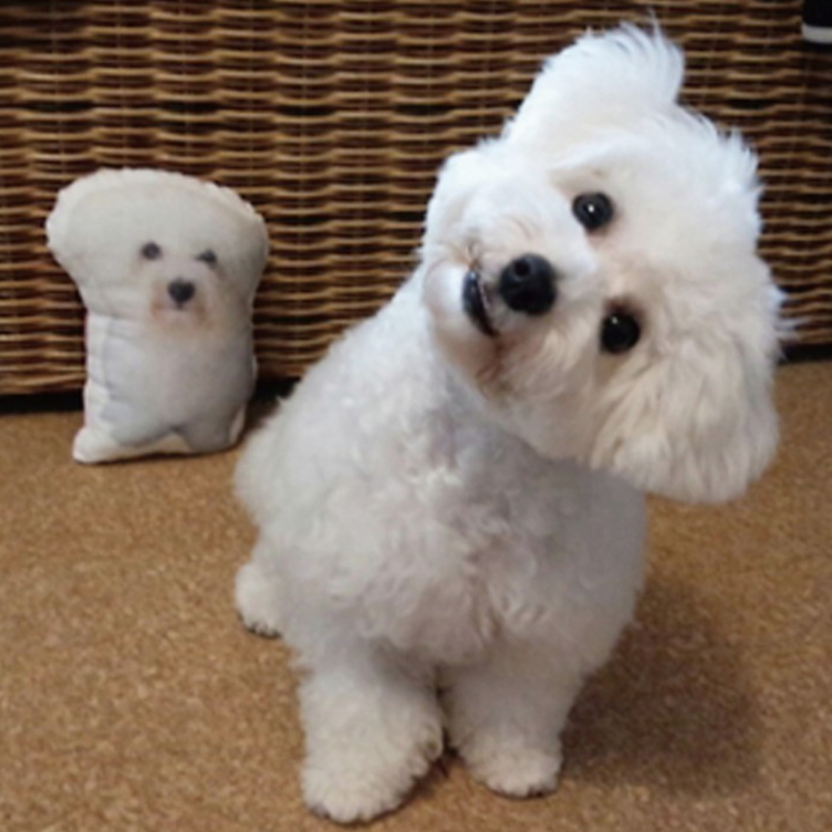 犬 猫 ペット 動物 トイプードル クッション ぬいぐるみ 人形