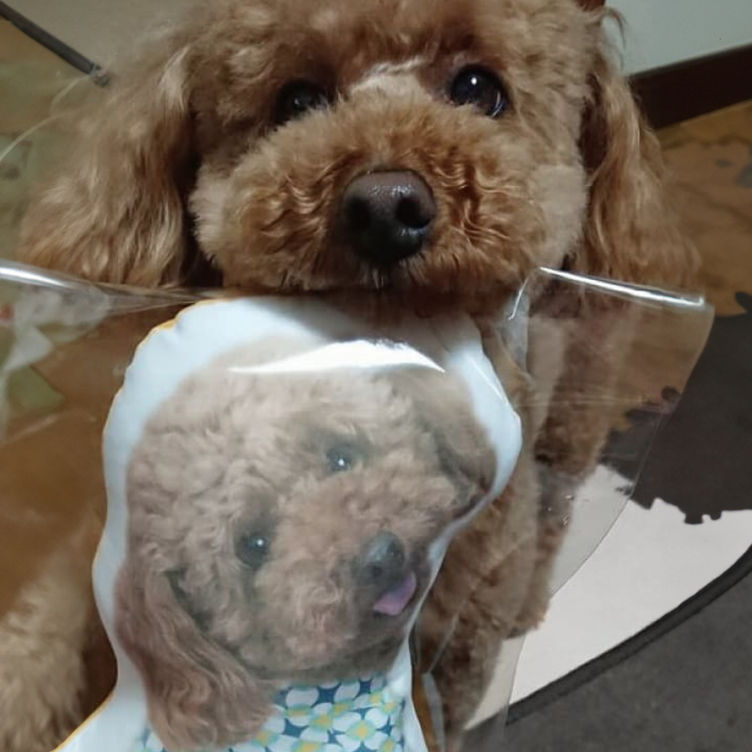 犬 猫 ペット 動物 トイプードル クッション ぬいぐるみ 人形