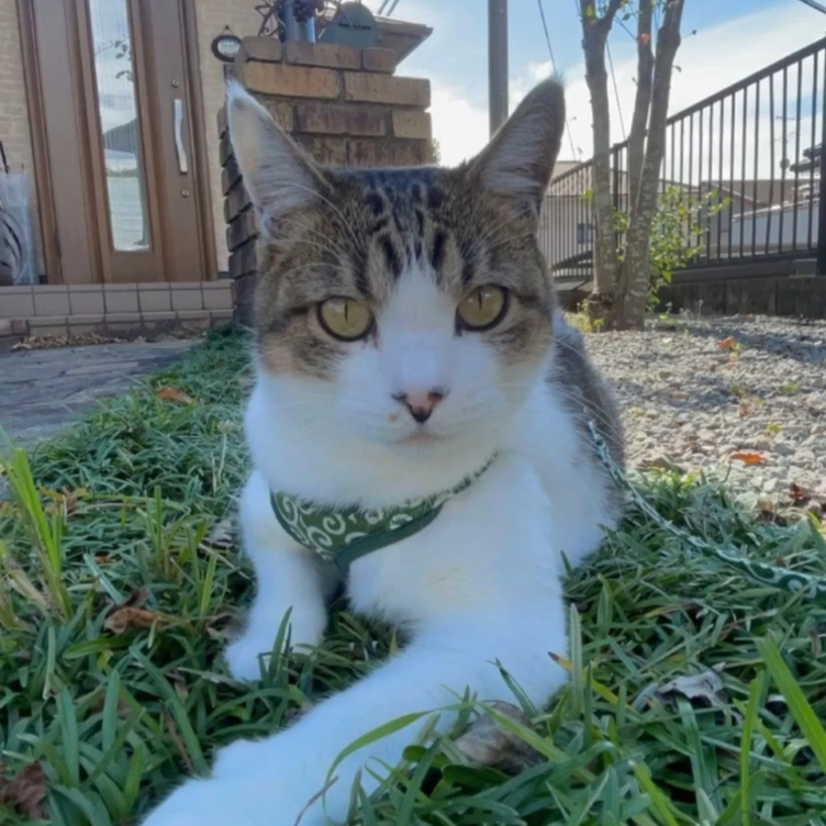 ステンドグラス 愛猫 似顔絵パネル | TanoMake(タノメイク) | 欲しい