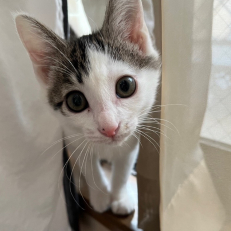 ステンドグラス 愛猫 似顔絵パネル | TanoMake(タノメイク) | 欲しい