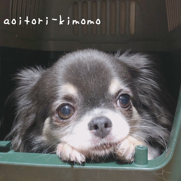 ペットの似顔絵ポーチ Tanomake タノメイク 欲しいものが頼めるオーダーメイド特化型オンラインマーケット