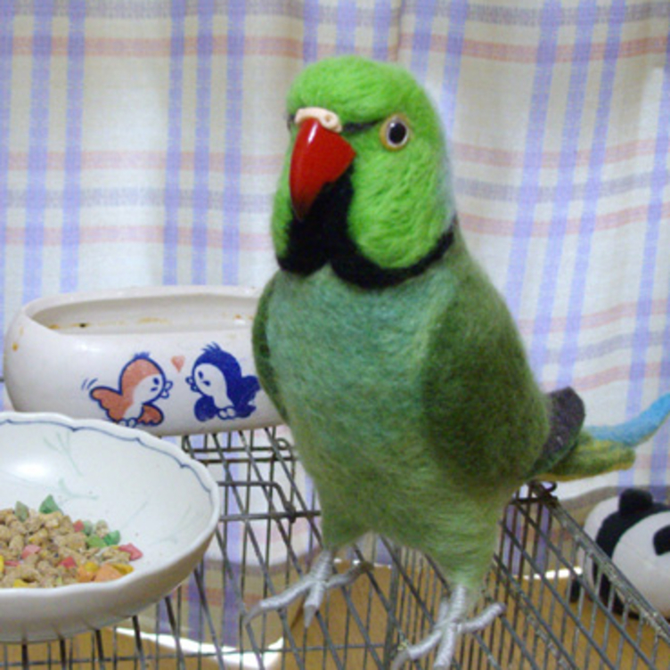 ライフサイズ ワカケホンセイインコ☆ルチノーやブルーに変更