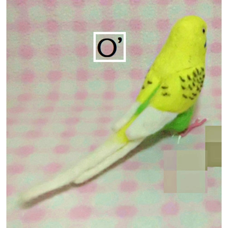 羊毛フェルト】セキセイインコ メス ノーマル 鳥 - メルカリ