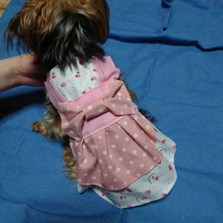 着せやすい犬服♪いちごとドットの春色ワンピース