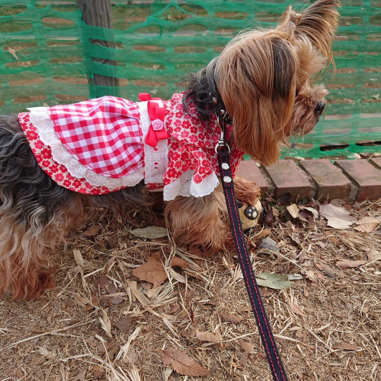 着せやすい犬服♪お花とリボンのワンピース♪オーダーメイドで