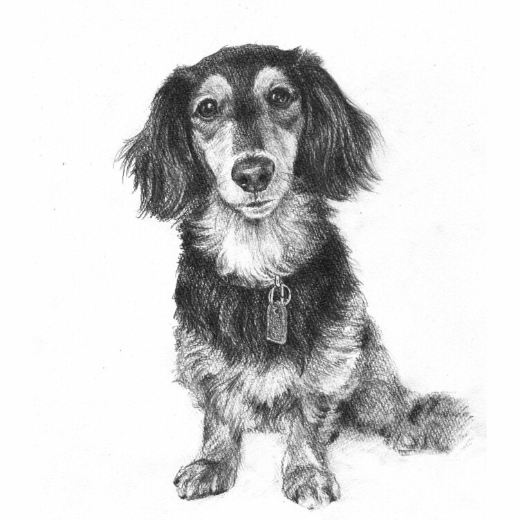 ペット鉛筆画 精密デッサン | TanoMake(タノメイク) | 欲しいものが
