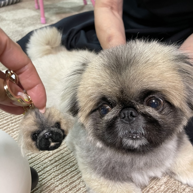 まん丸犬のバッグチャーム 送料無料 うちの子オーダー Tanomake タノメイク 欲しいものが頼めるオーダーメイド特化型オンラインマーケット
