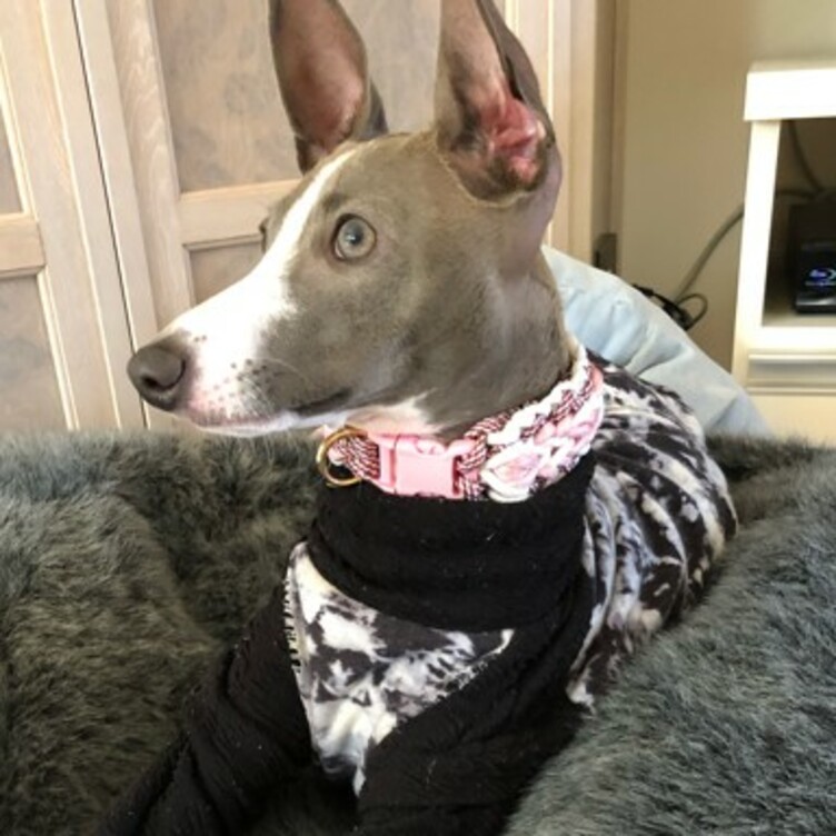 ウイペット イタグレなど首の細い犬種用 バックルタイプ首輪 内径２４cm Tanomake タノメイク 欲しいものが頼めるオーダーメイド特化型オンラインマーケット