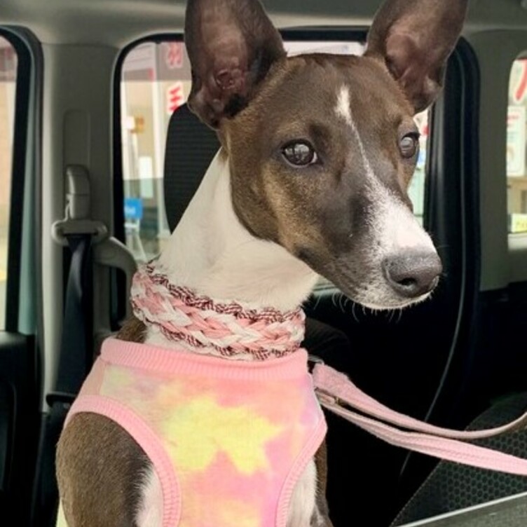 ウイペット イタグレなど首の細い犬種用 バックルタイプ首輪 内径２４cm Tanomake タノメイク 欲しいものが頼めるオーダーメイド特化型オンラインマーケット