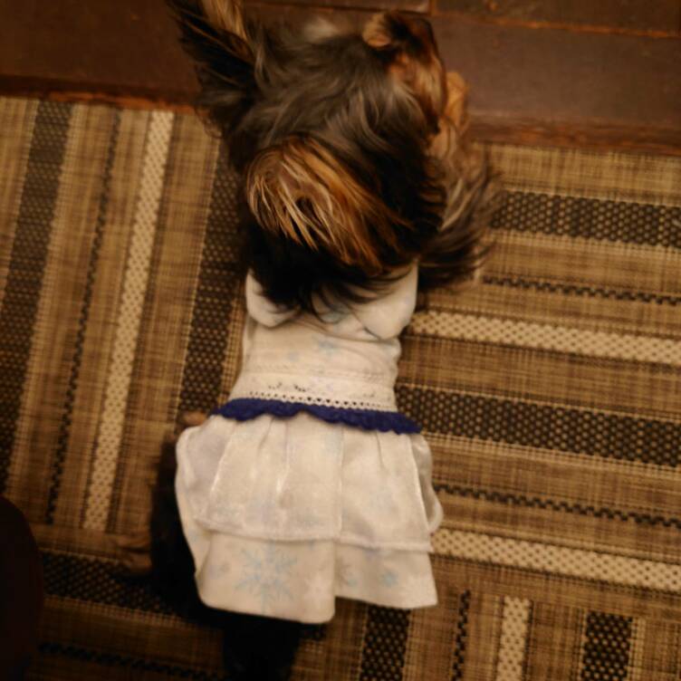 着せやすい犬服❄️雪の結晶ワンピース❄️オーダーメイドで！