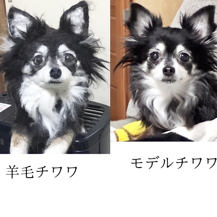 受注制作☆羊毛フェルトのチワワ | TanoMake(タノメイク 受注制作☆羊毛フェルトのチワワ | TanoMake(タノメイク