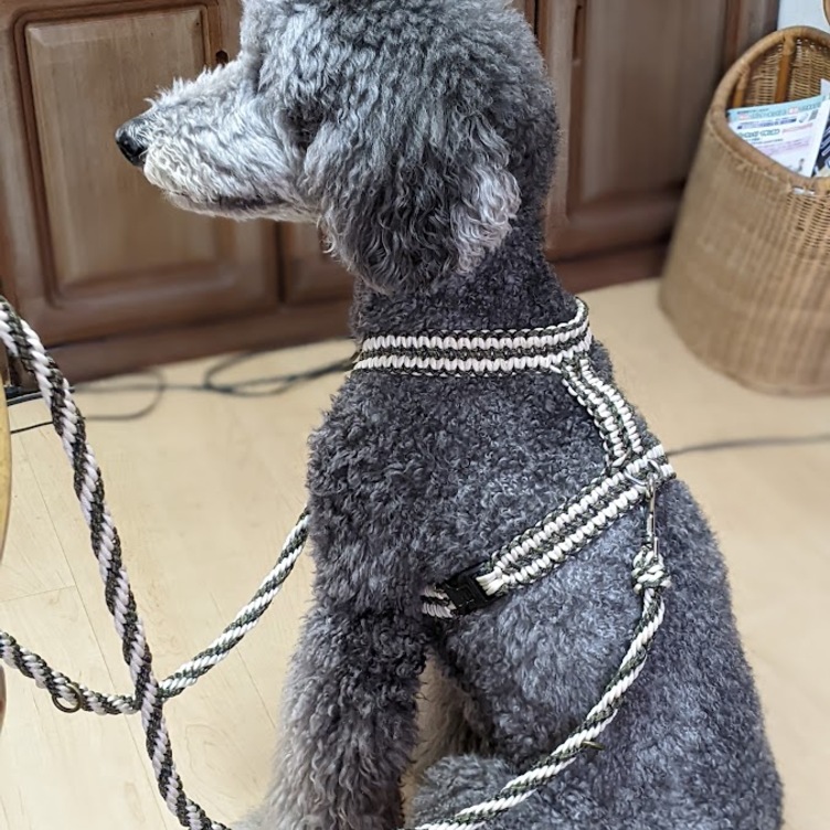 大型犬用 (全長150cm)カフェリード カラーお揃いのハーネスも