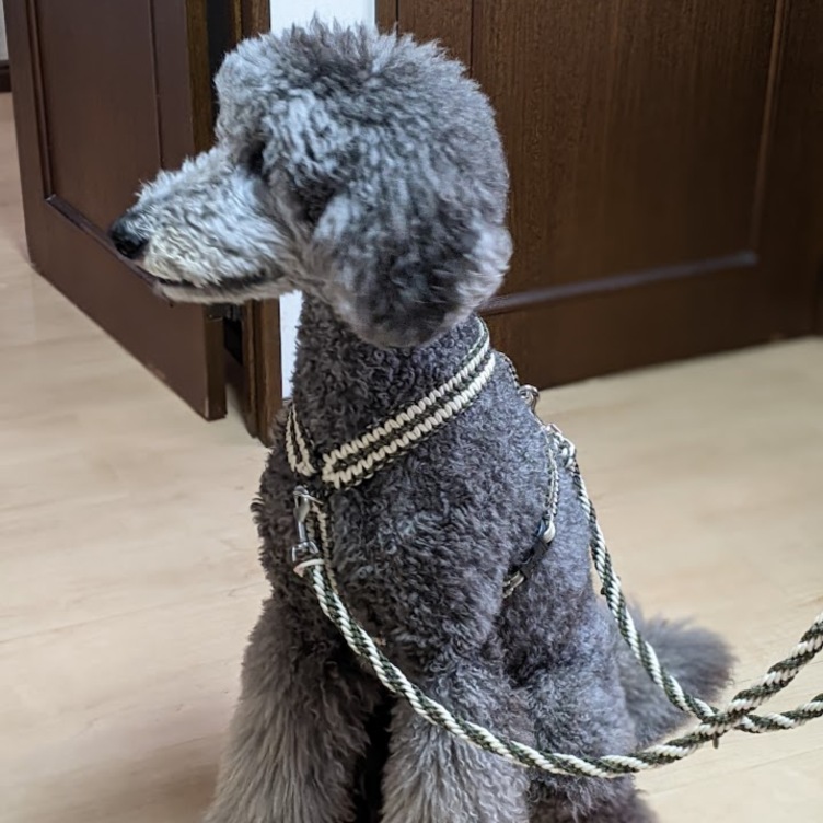 大型犬用 (全長150cm)カフェリード カラーお揃いのハーネスも  