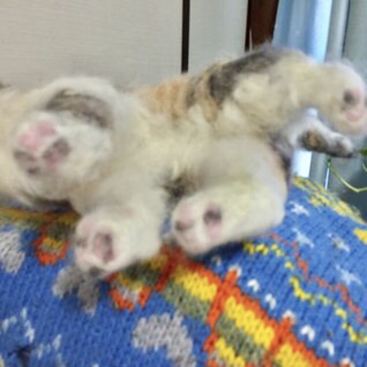 うちの子グッズ 羊毛フェルトのパステル三毛猫 | TanoMake
