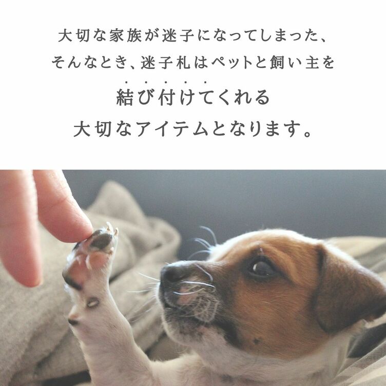 犬の首輪 コレクション コイン