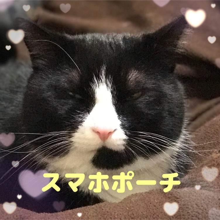 黒猫と花のがま口あおりバッグ(牡丹＆藤) | TanoMake(タノメイク