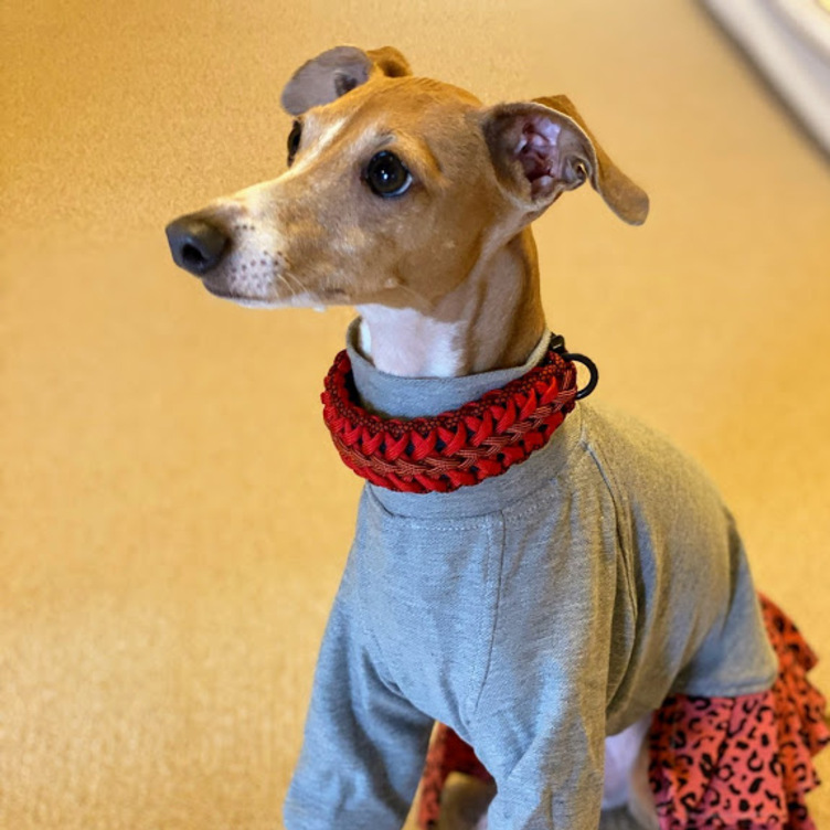 ウイペット イタグレなど首の細い犬種用 バックルタイプ首輪 内径２４cm Tanomake タノメイク 欲しいものが頼めるオーダーメイド特化型オンラインマーケット